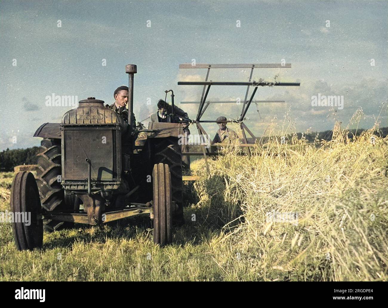 A farmer in his tractor, cutting a crop of oats and peas, the crop having badly fallen owing to the weight of the pea harvest. Stock Photo