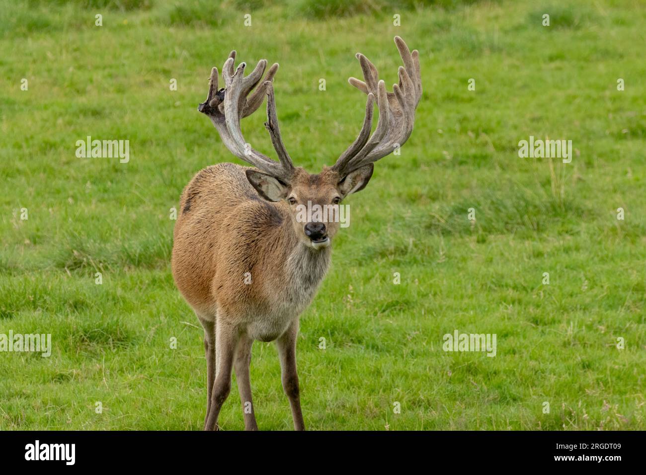 Red deer stag with big horns grazing in a green field Stock Photo