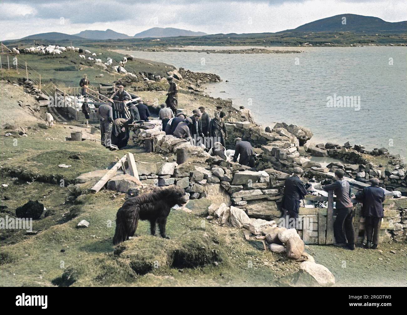 Shepherds at North Uist, Outer Hebrides, Scotland.  Some of the sheep are in pens, others are roaming free in the background. Stock Photo