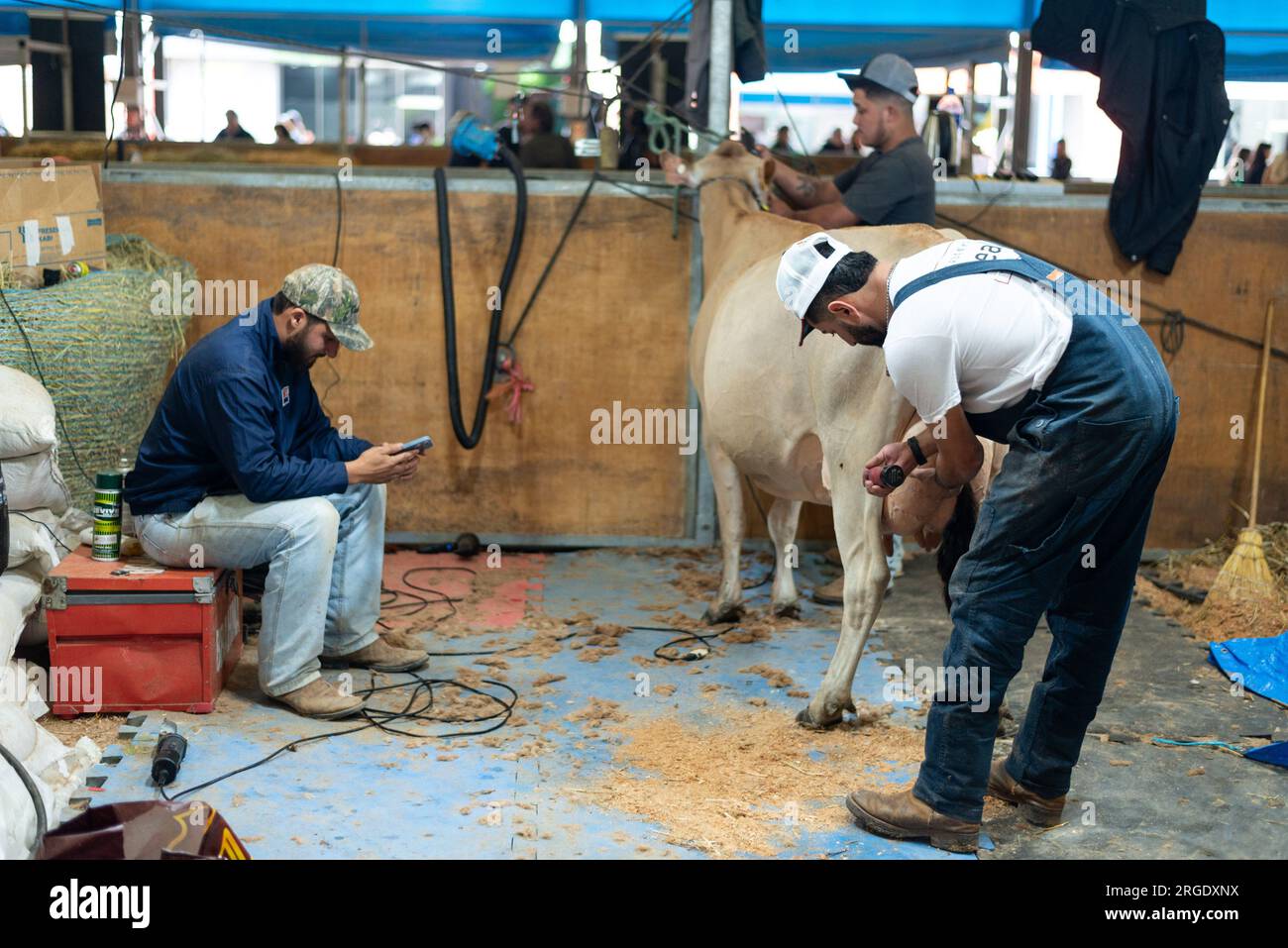 Castro, Brazil. 08th Aug, 2023. Dairy cow is prepared for exhibition during  the first day of Agroleite, a fair aimed at the milk production chain, in  the city of Castro (PR). Credit: