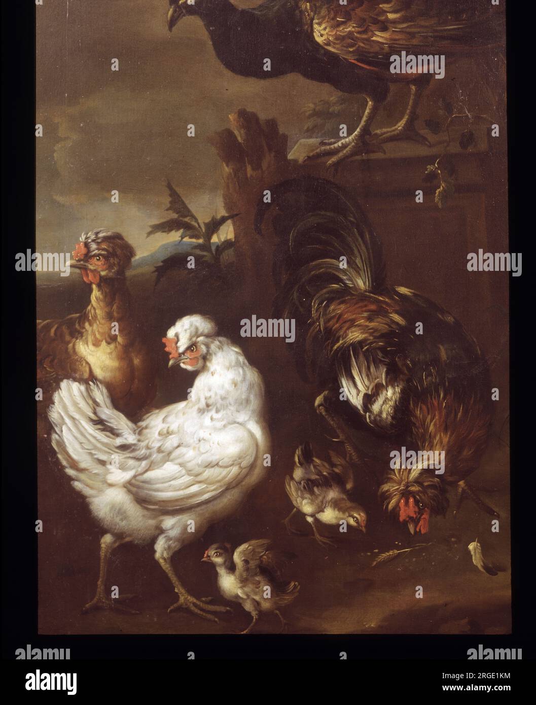 Chickens, Game Birds Stock Photo Alamy