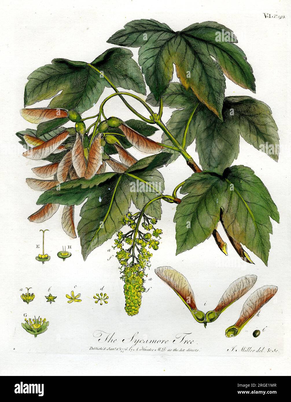 Sycamore historical hi-res stock photography and images - Alamy