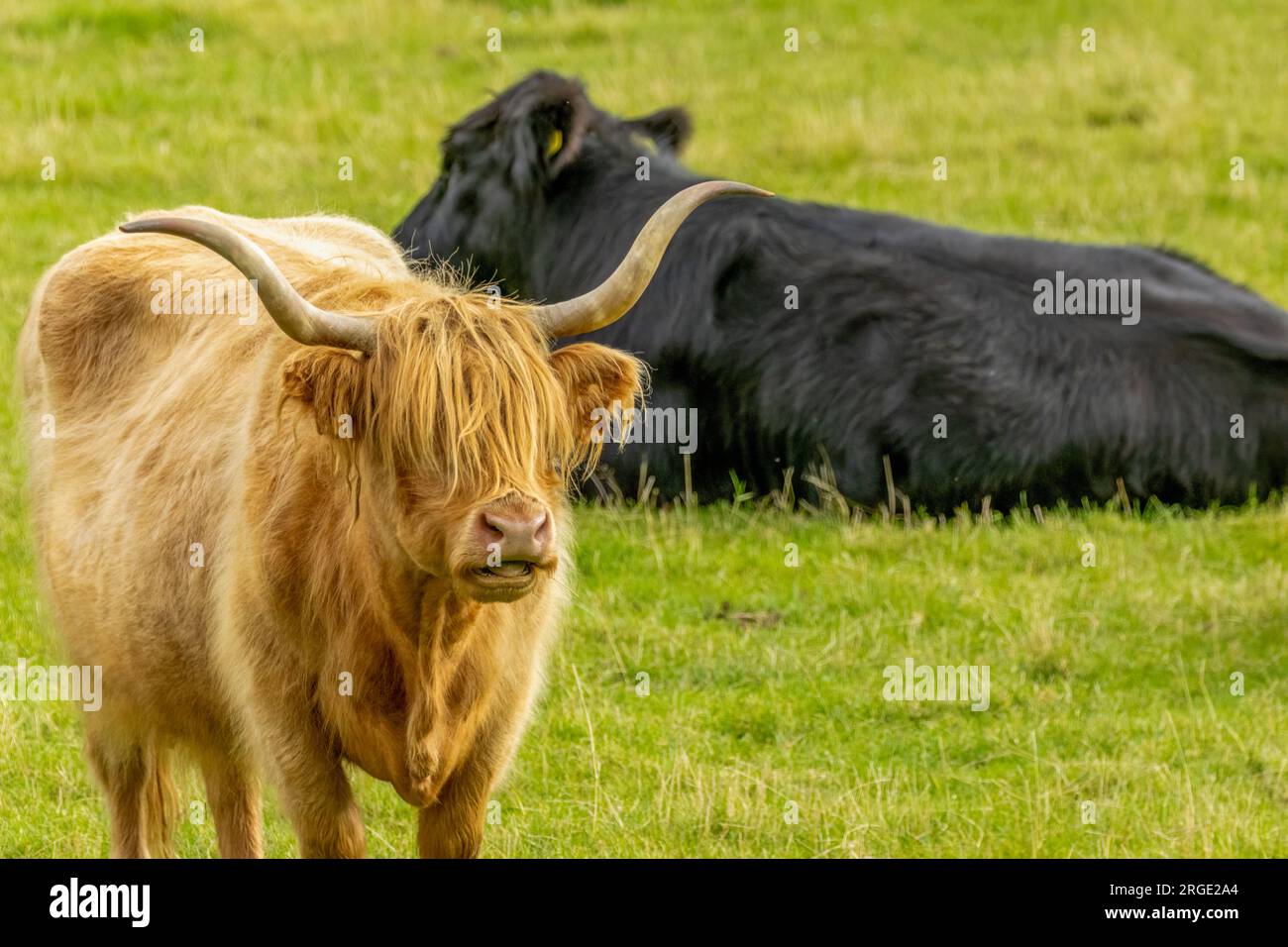 Beautiful brown highland cow with big horns standing in a field Stock ...