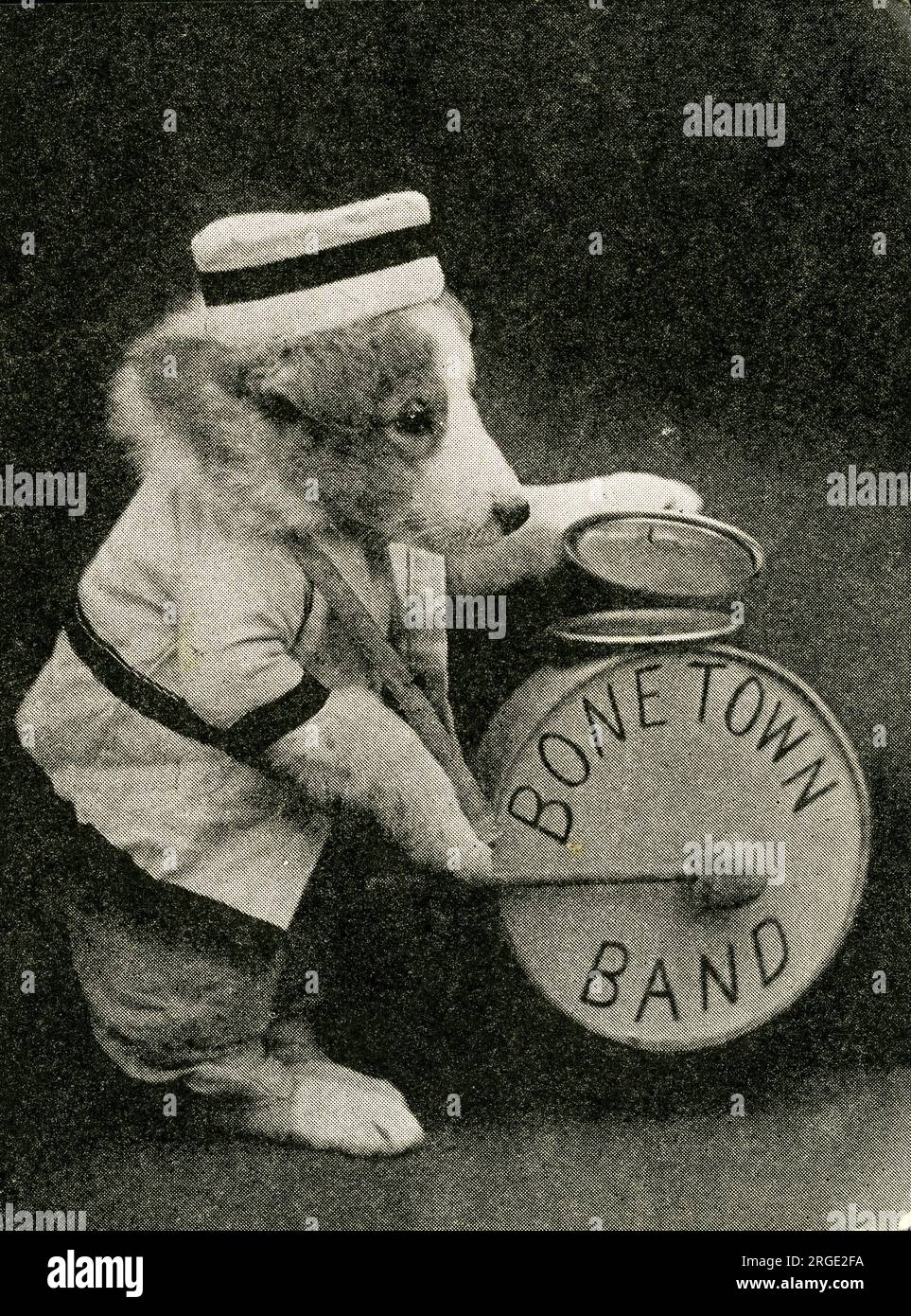 Cute puppies bone town band stock photo alamy