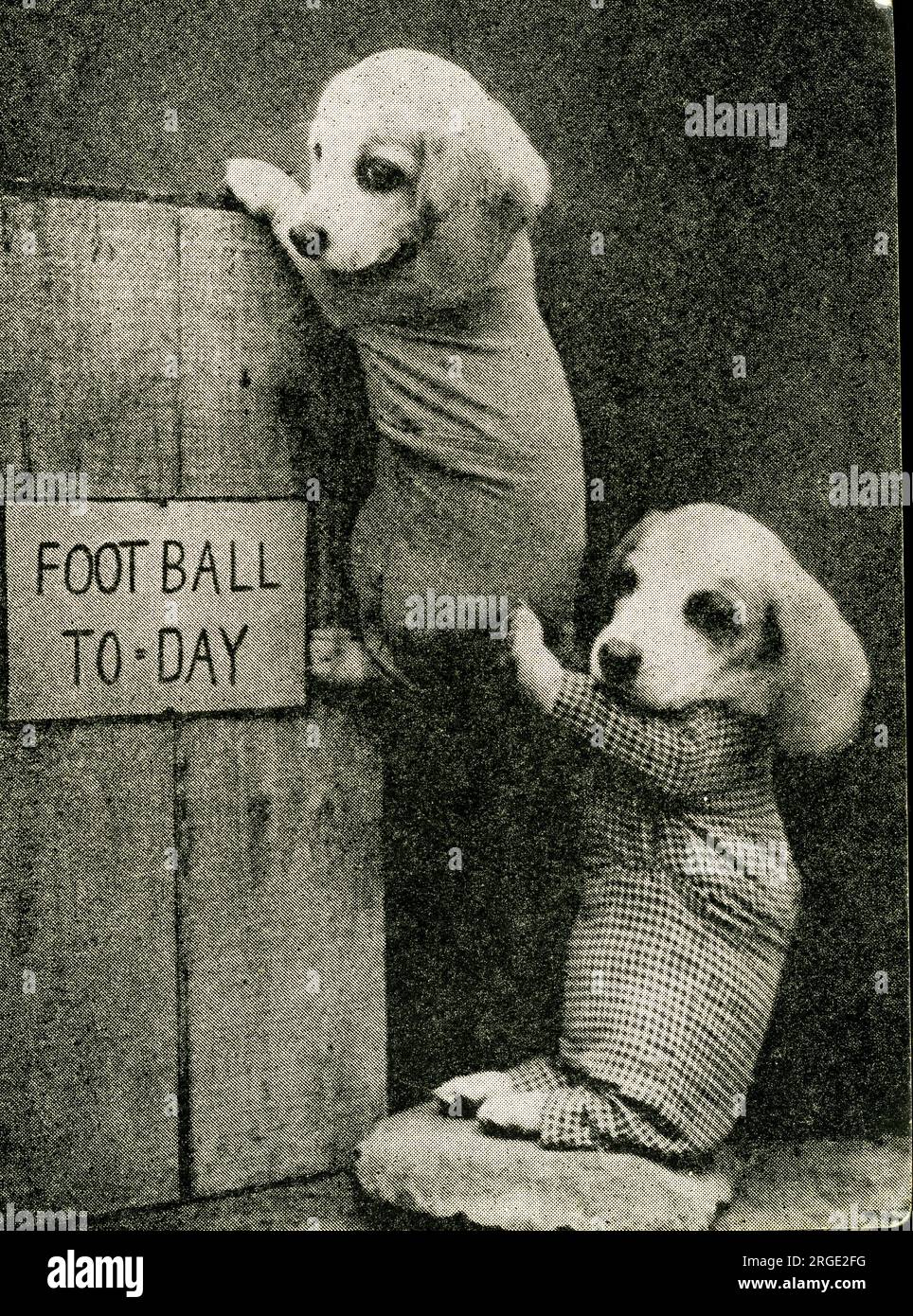 Cute Puppies: Football Today Stock Photo