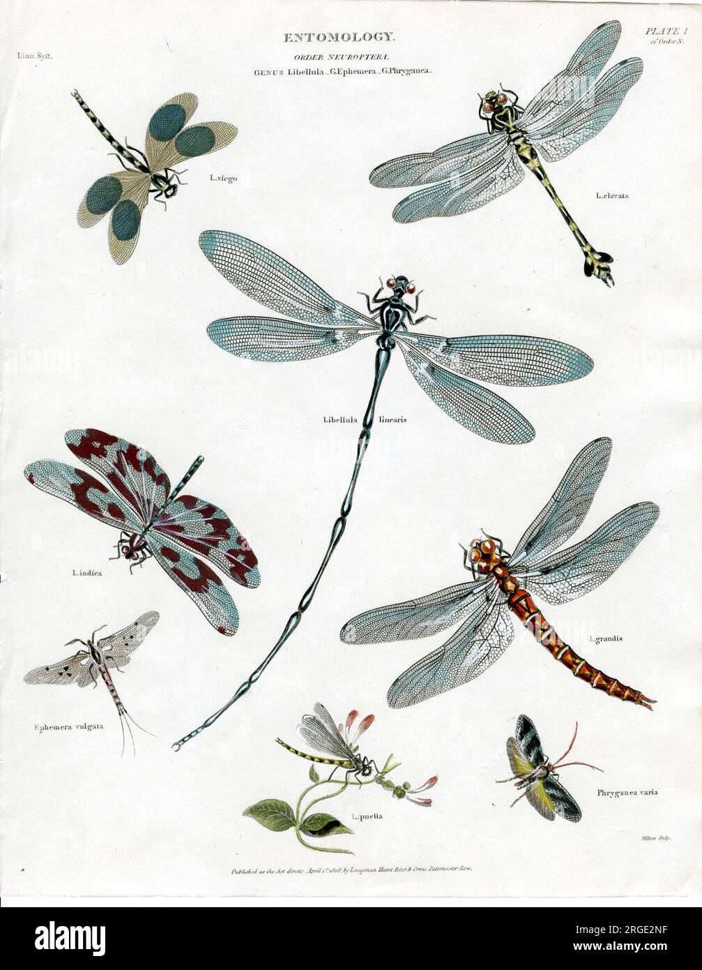 Entomology - Dragonflies Stock Photo