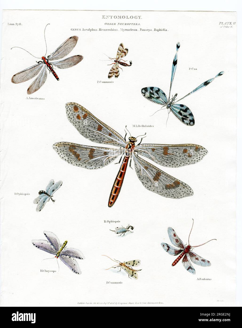Entomology - Dragonflies Stock Photo