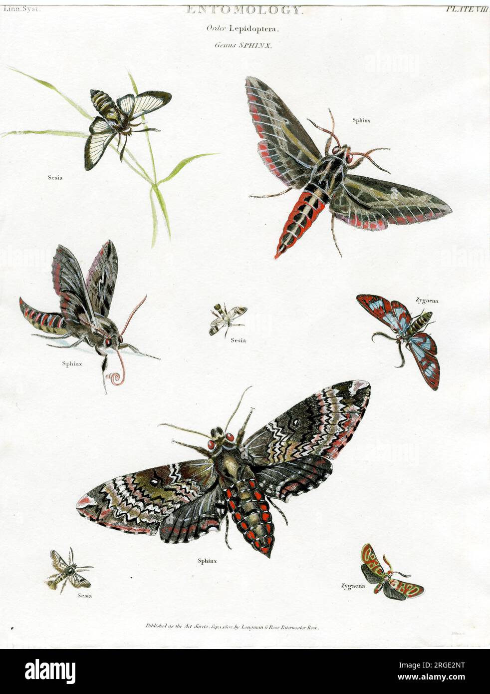 Entomology - Moths Stock Photo