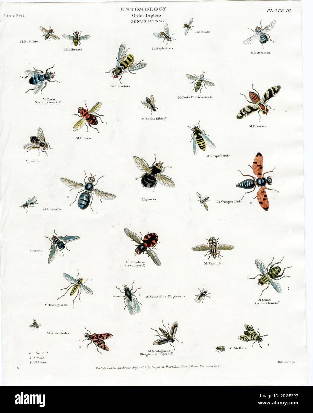 Entomology - Flies Stock Photo