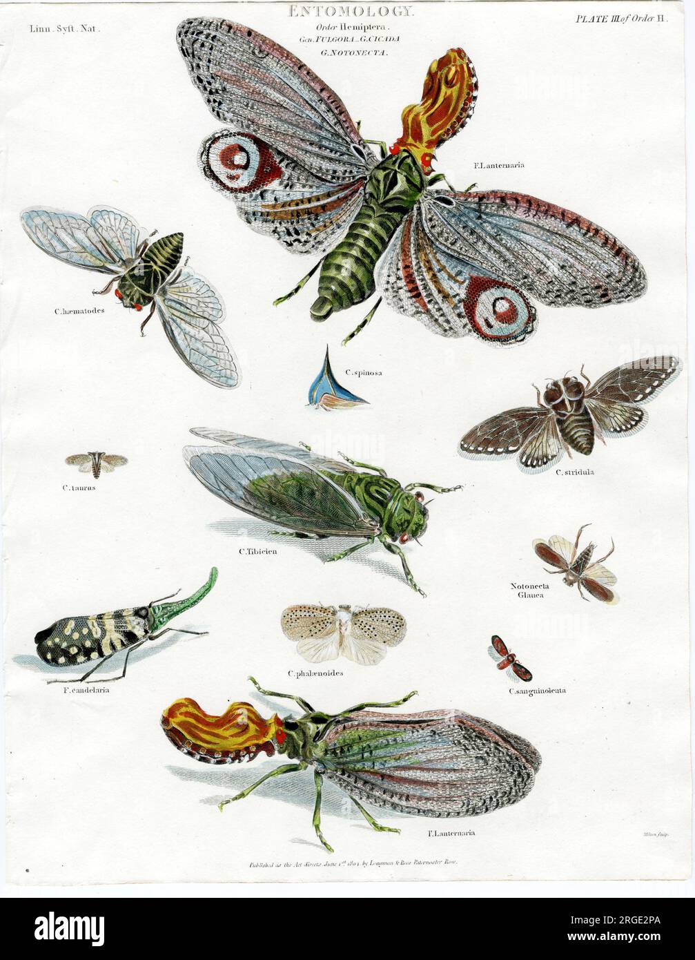 Entomology - Moths Stock Photo