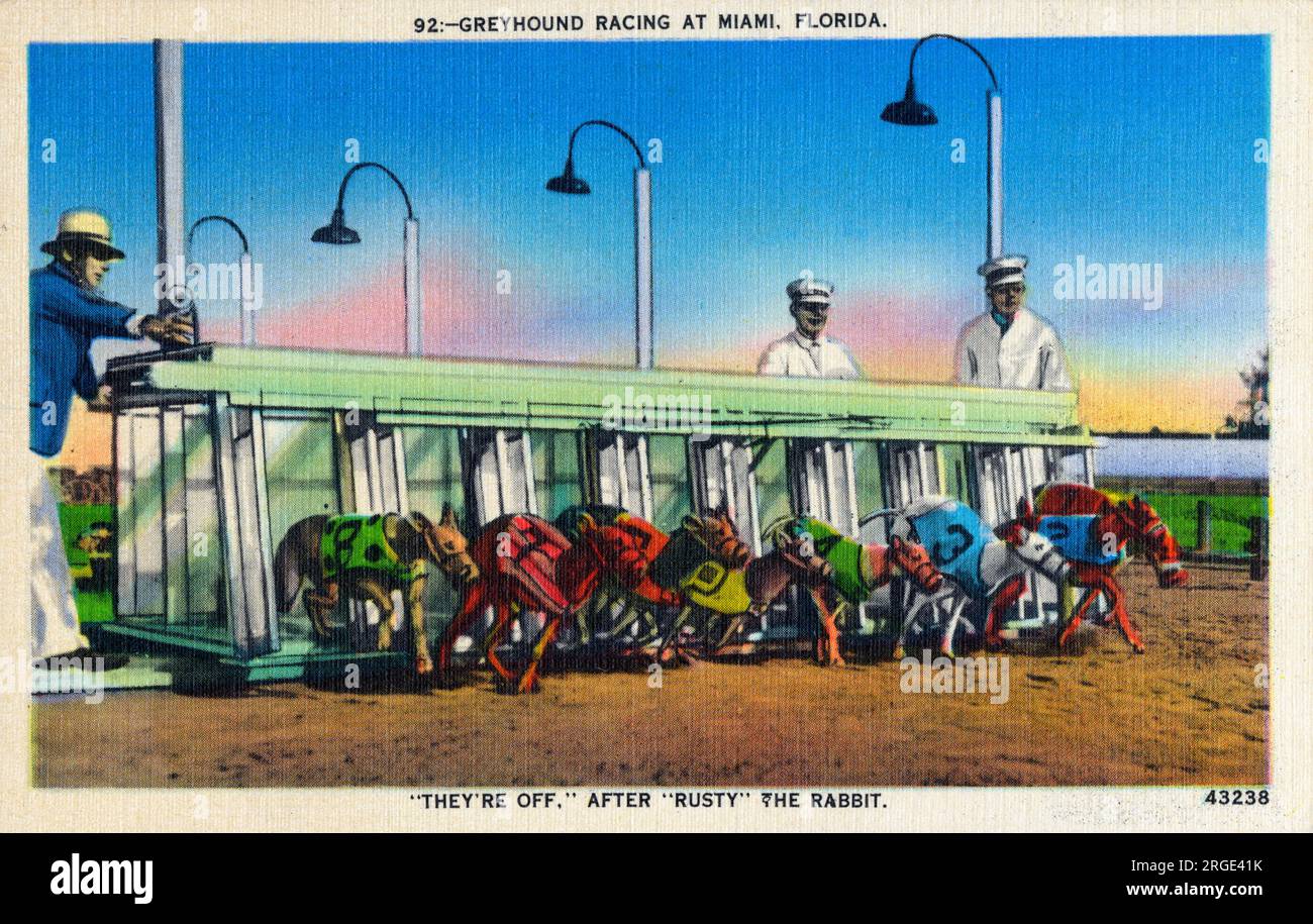 Greyhound Racing, Miami, Florida, USA - the start - the dogs launch out of the gates after 'Rusty' the rabbit... Stock Photo