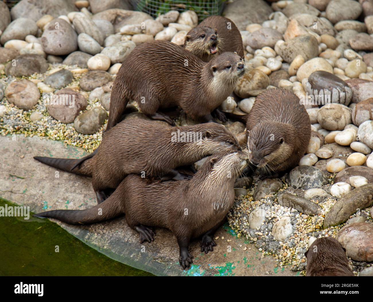 Family of short clawed otters all playing together on stones at the side of a pond Stock Photo