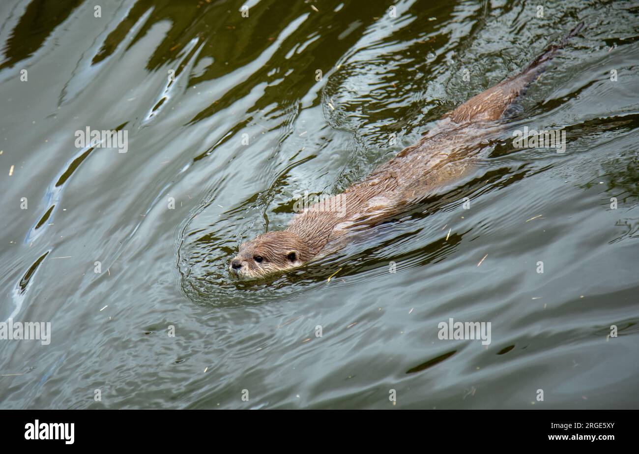 Short clawed otter swimming in the water Stock Photo