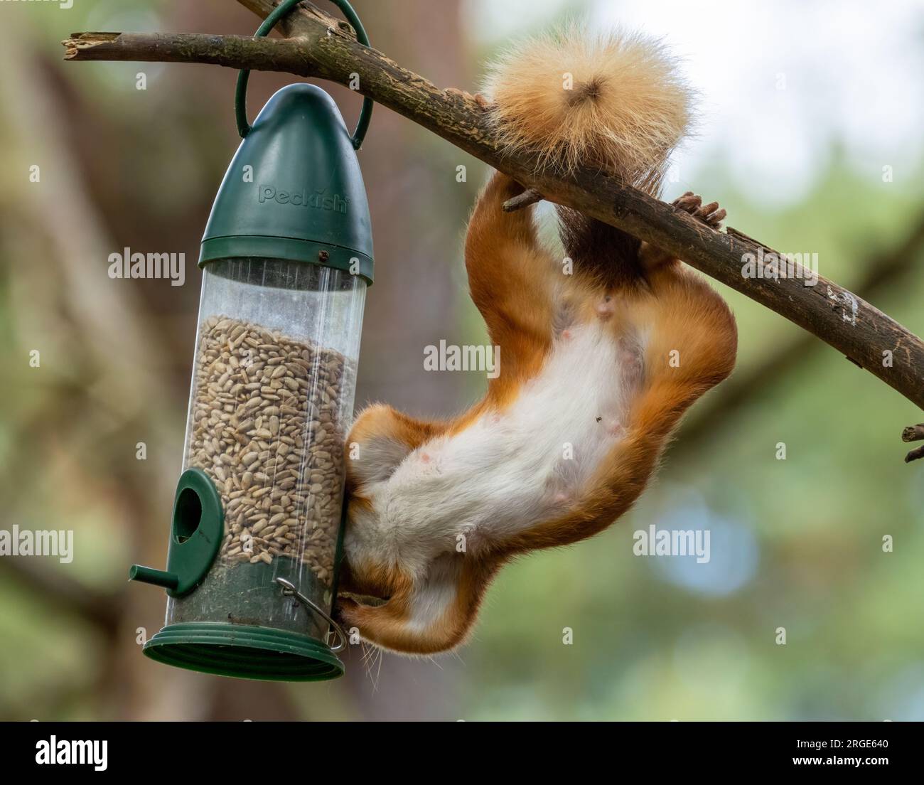 Funny little scottish red squirrel raiding a sunflower heart bird feeder hanging from the branch of a tree in the woodland Stock Photo