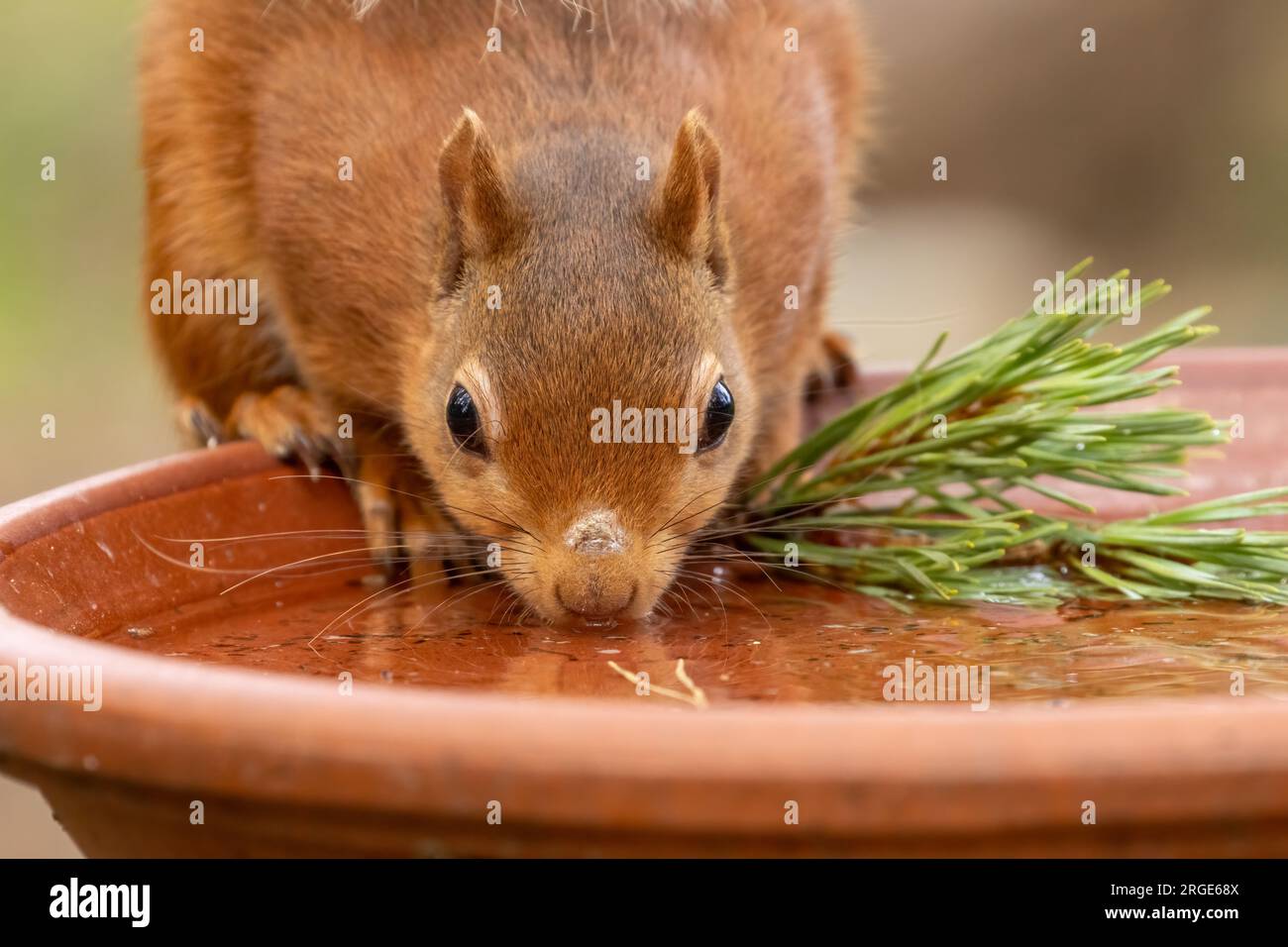 Close up portrait of a cute and thirsty little scottish red squirrel having a drink of water from a water dish on a hot day in the forest Stock Photo