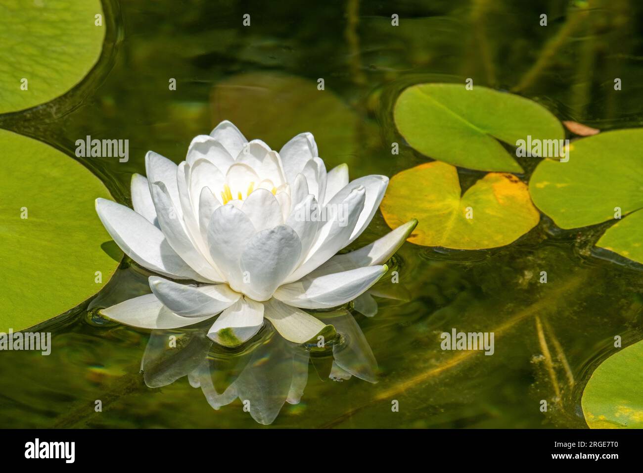 Waterlilies, family Nymphaeaceae, is a freshwater flowering plant found in tropical and temperate climates. Stock Photo