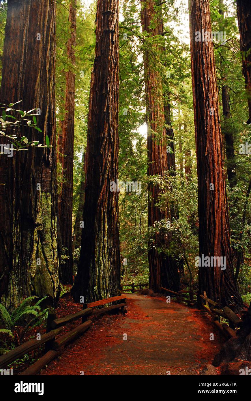 A footpath travels through a forest of tall majestic redwood trees in ...