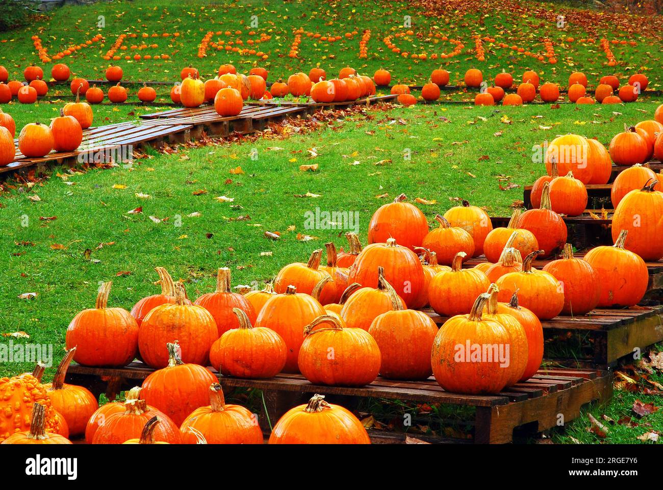 A roadside farm uses their pumpkins in autumn, near Halloween, to spell out Vermont, their New England state name Stock Photo