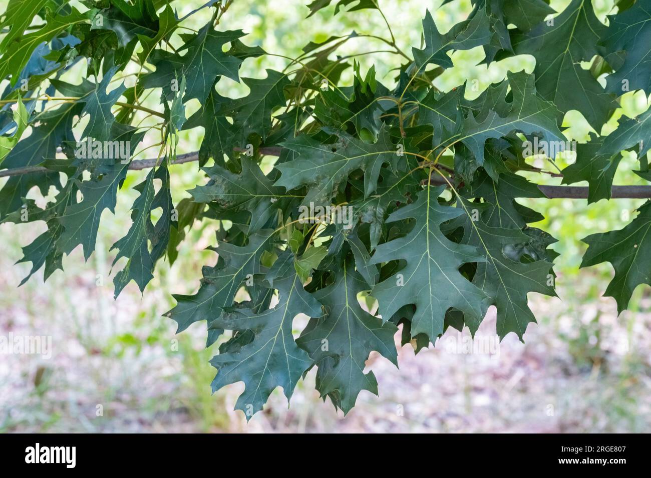 Closeup of a small branch bearing Shumard oak leaves, Quercus shumardii. Kansas, USA. Stock Photo