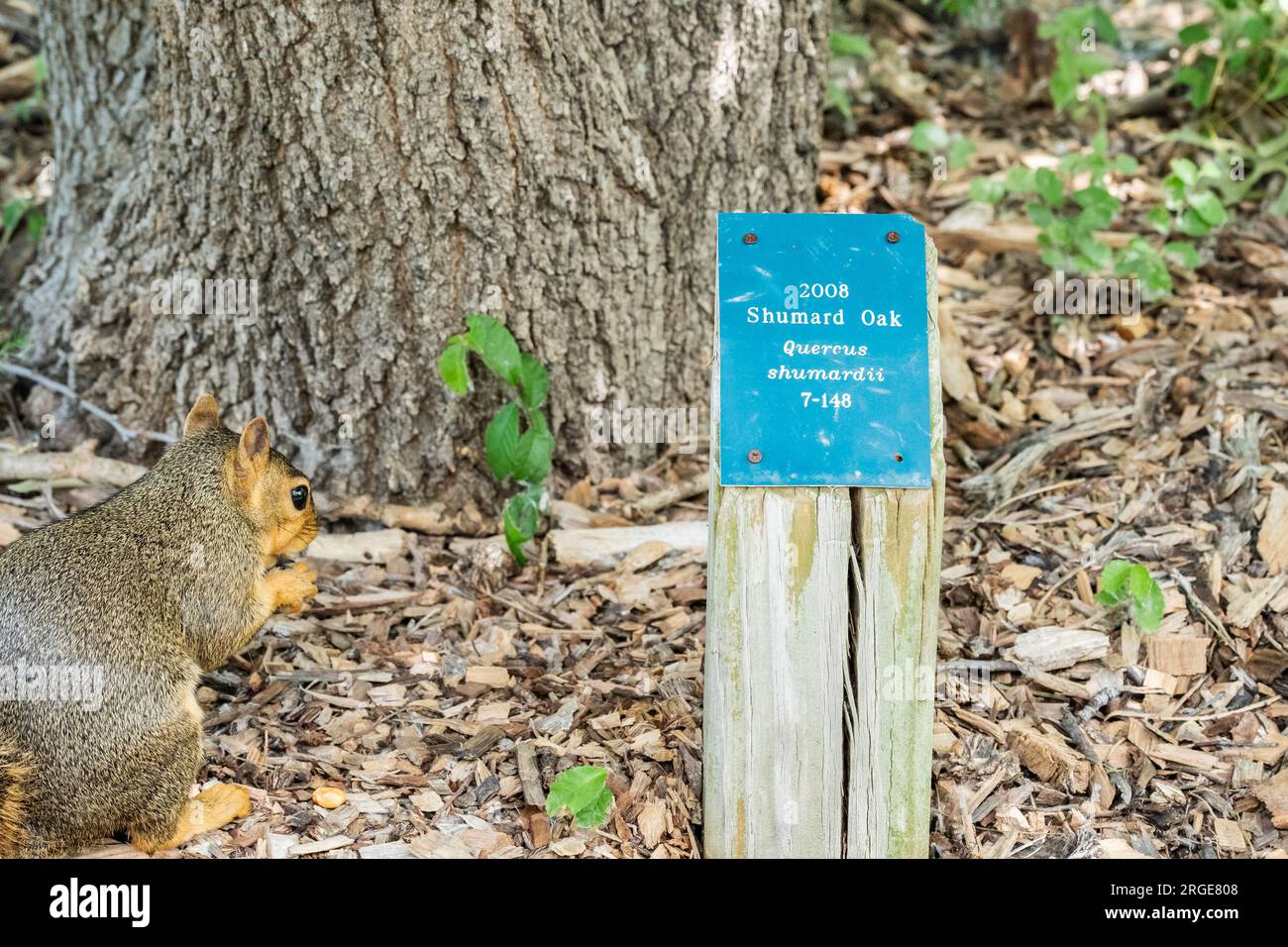 A fox squirrel, Sciurus niger, sits beside a placard identifying a Shumard Oak tree, Quercus shumardii in Sedgwick county nature park, Wichita, KS, USA Stock Photo