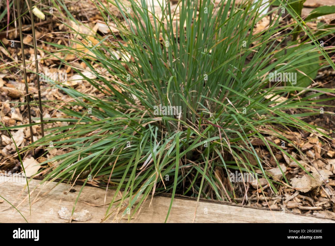 Standing Ovation Little Bluestem, Schizachyrium scoparium, prairie grass, an upright growth plant native to the USA often grazed on in prairie grass f Stock Photo