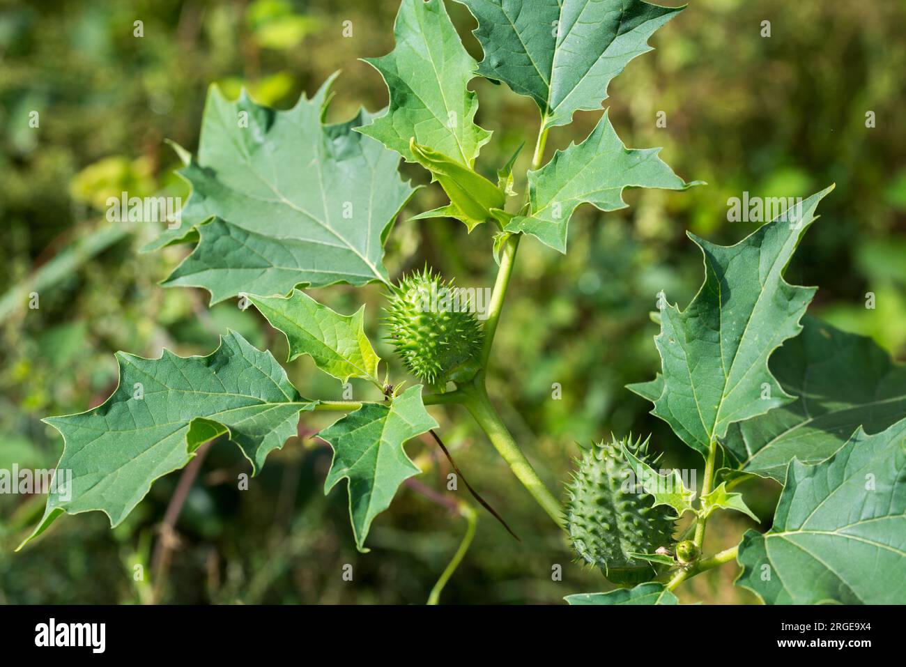 Datura stramonium, thorn apple green fruits closeup selective focus Stock Photo