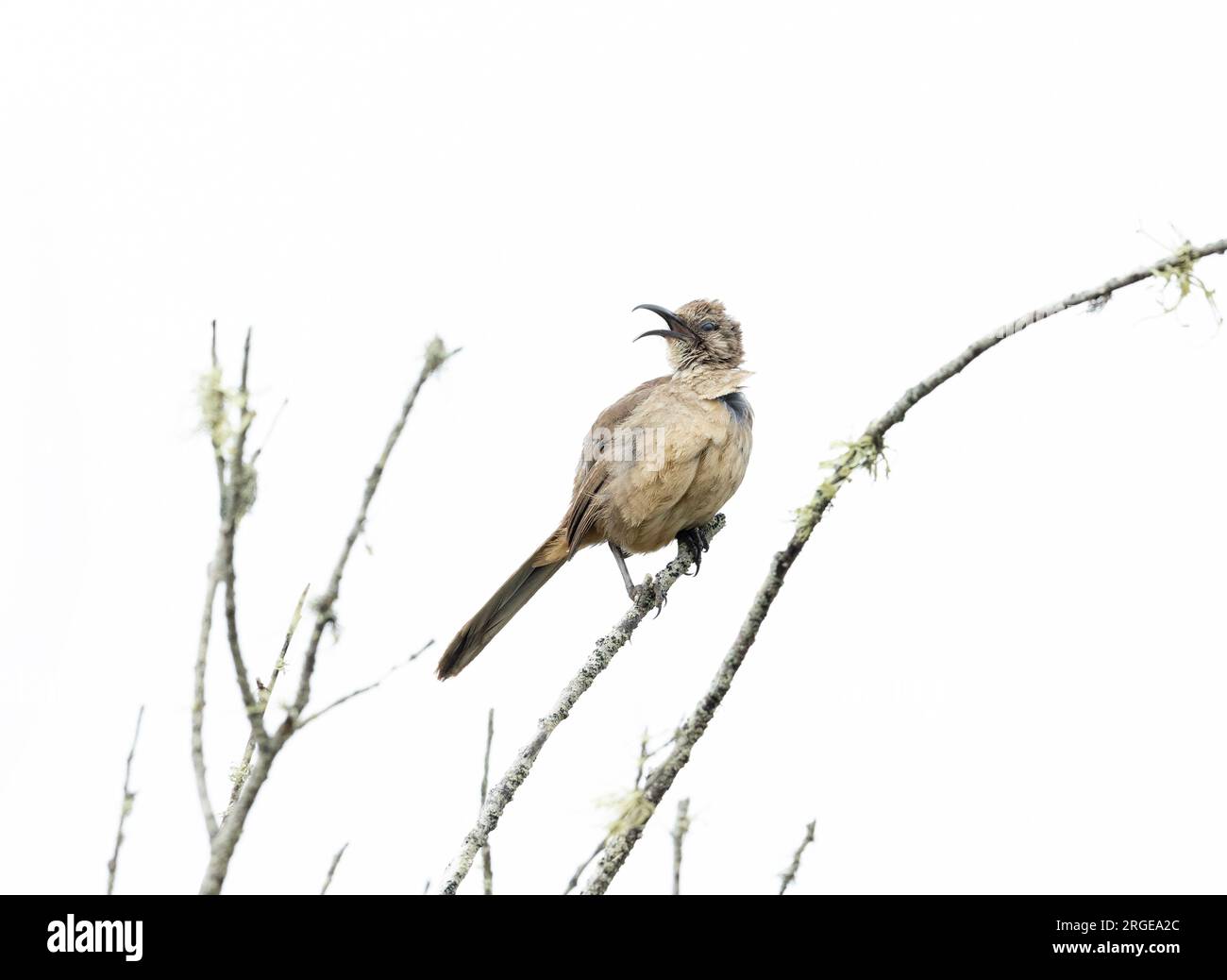 California Thrasher Singing Stock Photo Alamy