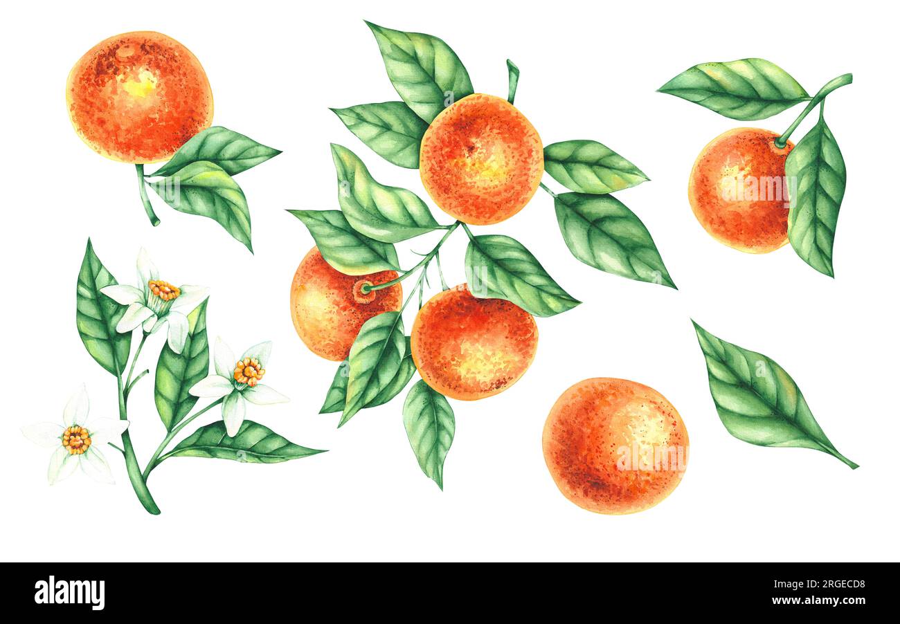 Watercolor tangerine plant handdrawn. Tangerine branches with flowers