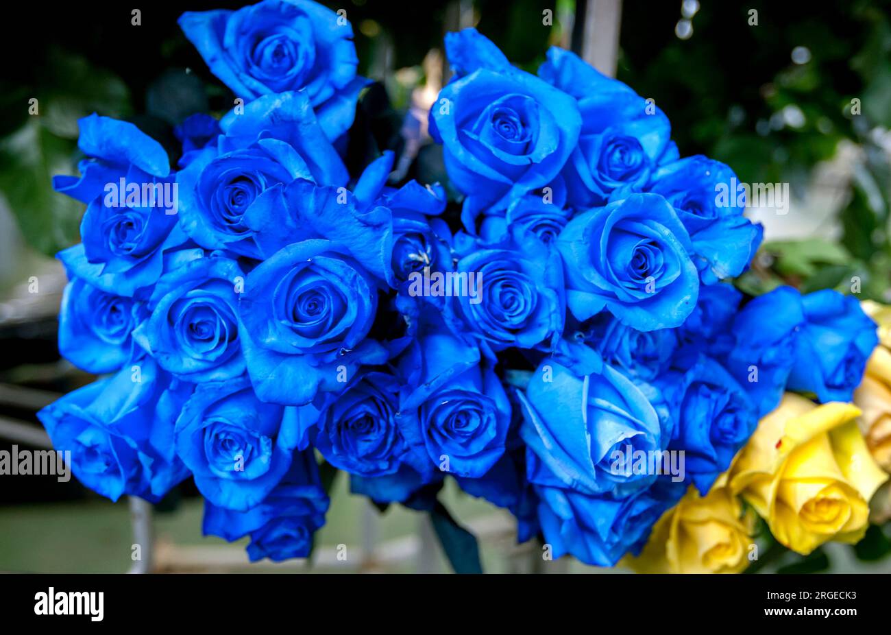 How Rare Are Blue Roses at Emily Wolcott blog