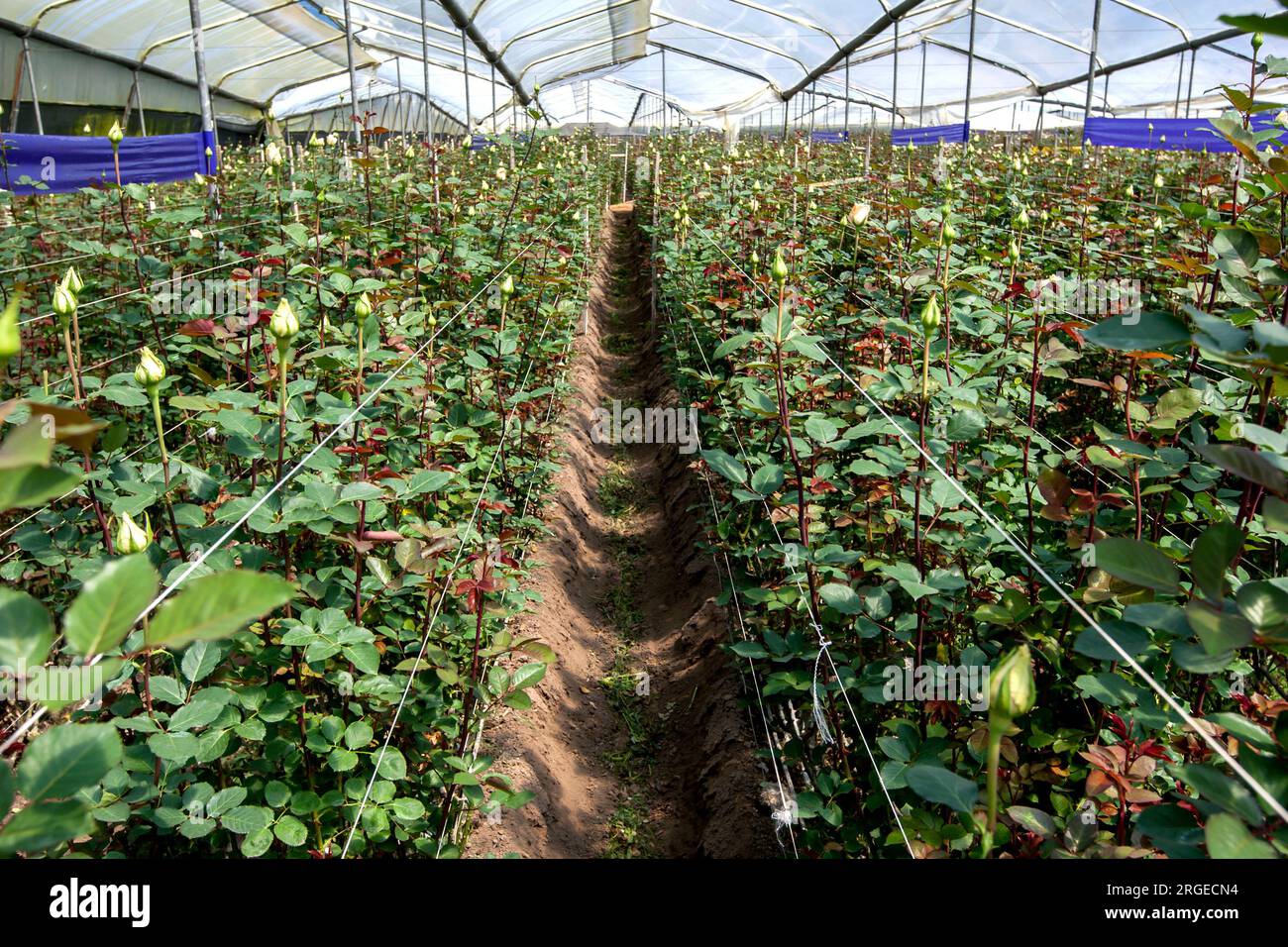 Rows of cultivated roses growing in a greenhouse at the Hacienda La