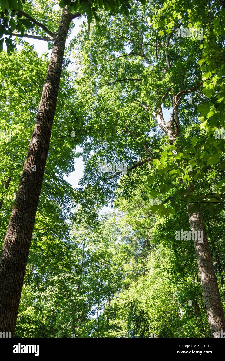Flat Rock North Carolina,Appalachian Mountains,tall trees woods forest,tulip oak tree Stock Photo