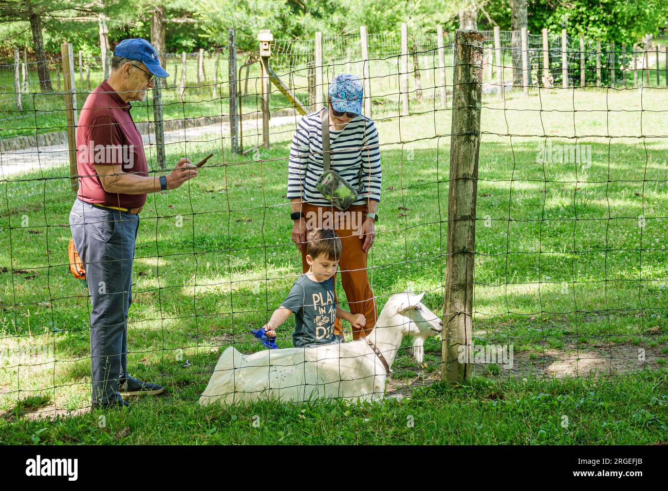 Flat Rock North Carolina,Appalachian Mountains,Carl Sandburg Home National Historic Site,farm,combing goat,grandparent grandchild grandfather grandmot Stock Photo