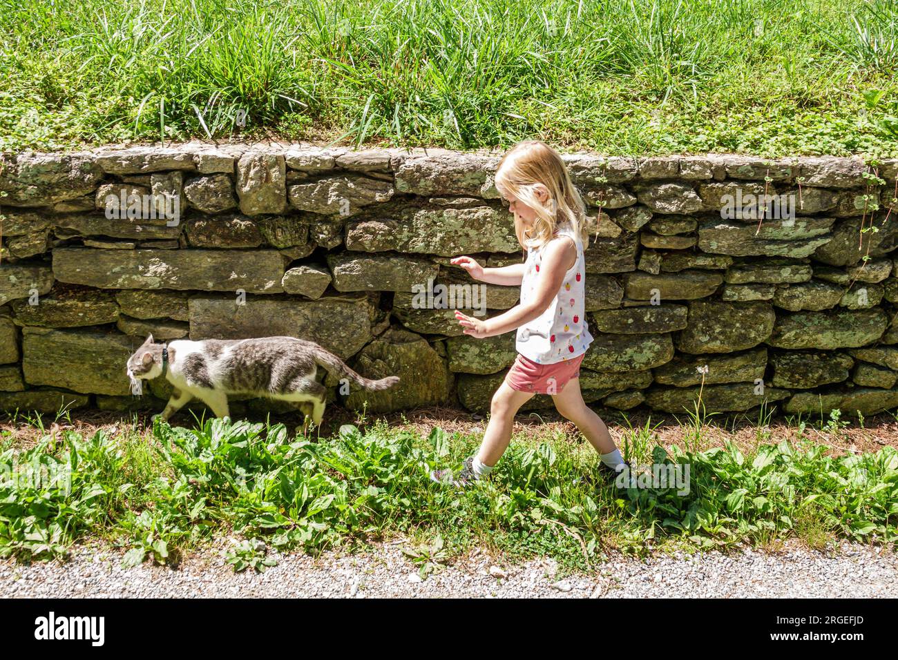 Flat Rock North Carolina,Appalachian Mountains,Carl Sandburg Home National Historic Site,farm cat,following pretending,child children childhood,kid,gi Stock Photo