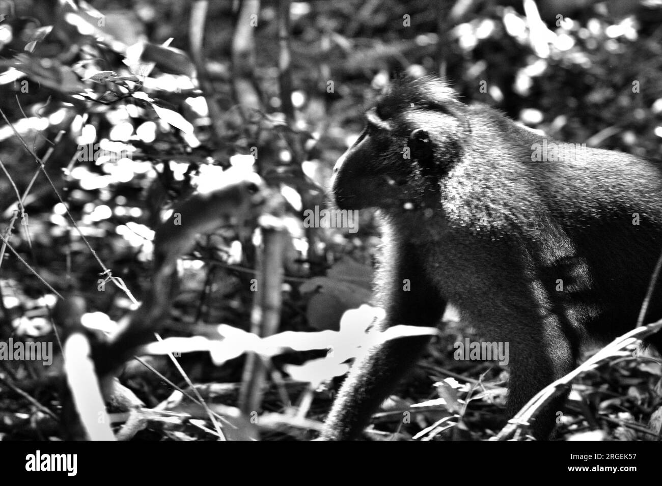 A crested macaque (Macaca nigra) is photographed as it is foraging on forest floor in Tangkoko forest, North Sulawesi, Indonesia. A recent report by a team of scientists led by Marine Joly revealed that temperature is increasing in Tangkoko forest, and the overall fruit abundance decreased. 'Between 2012 and 2020, temperatures increased by up to 0.2 degree Celsius per year in the forest, and the overall fruit abundance decreased by 1 percent per year,” they wrote on International Journal of Primatology in July 2023. Climate change and disease are emerging threats to primates. Stock Photo