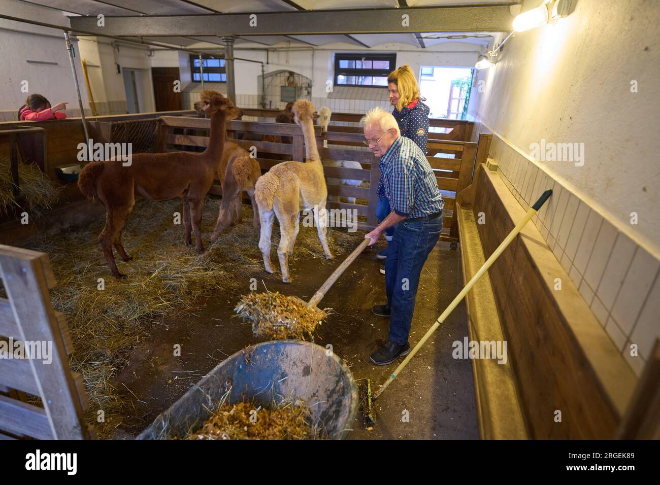 Stable Germany Marienrachdorf, Germany. 08th Aug, 2023. Resident Günter Schütz cleans ...