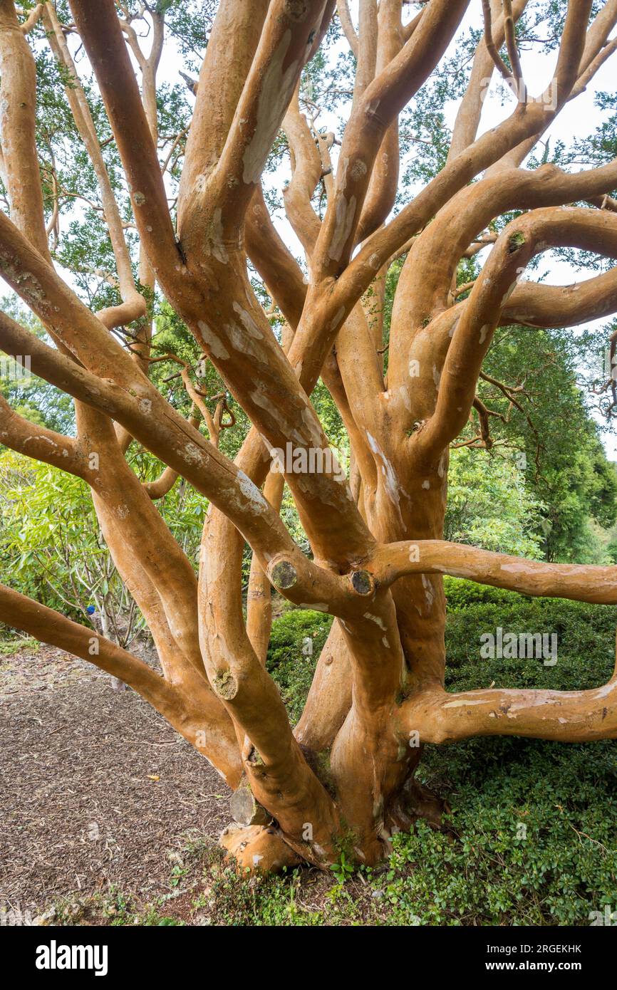 Tree trunk of a Chilean Myrtle, known as luma apiculata with distinctive peeling bark Stock Photo