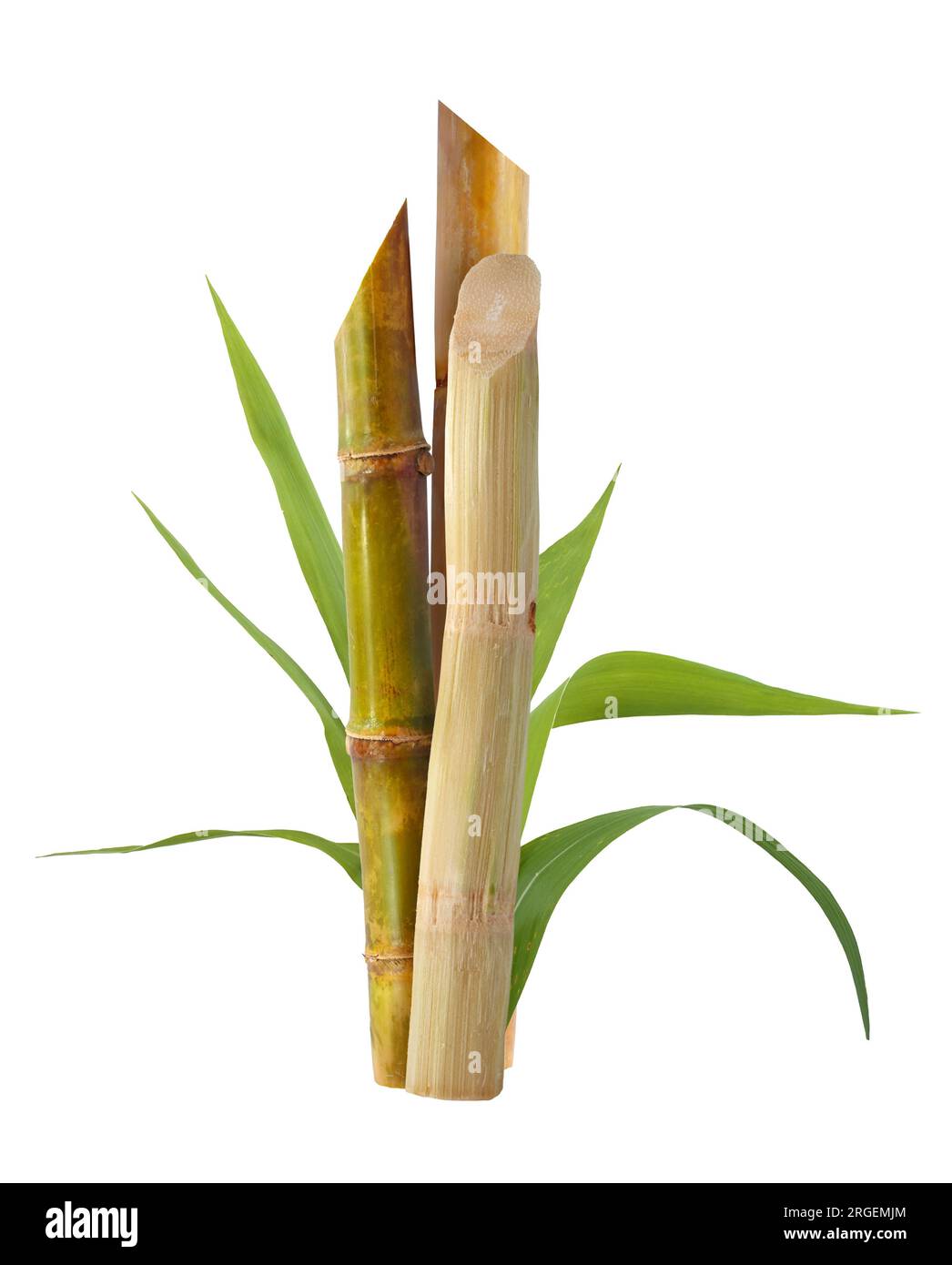 Sugar cane plant illustration hi-res stock photography and images - Alamy
