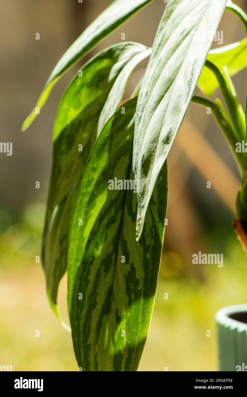 Aglaonema Maria Christina houseplant leaves Stock Photo - Alamy