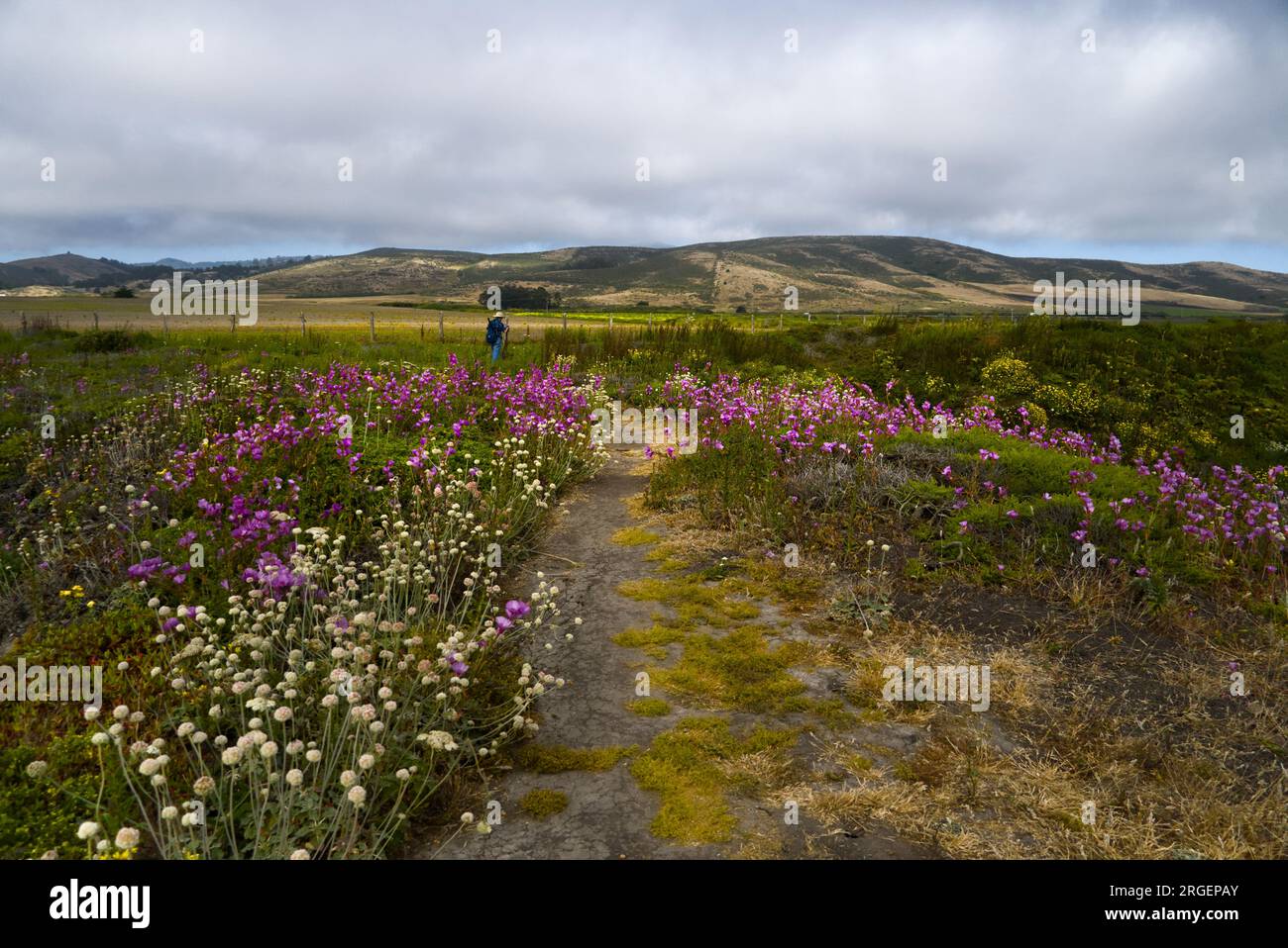 CowellPurisima Coastal Trail with blooming wildflowers near Half Moon