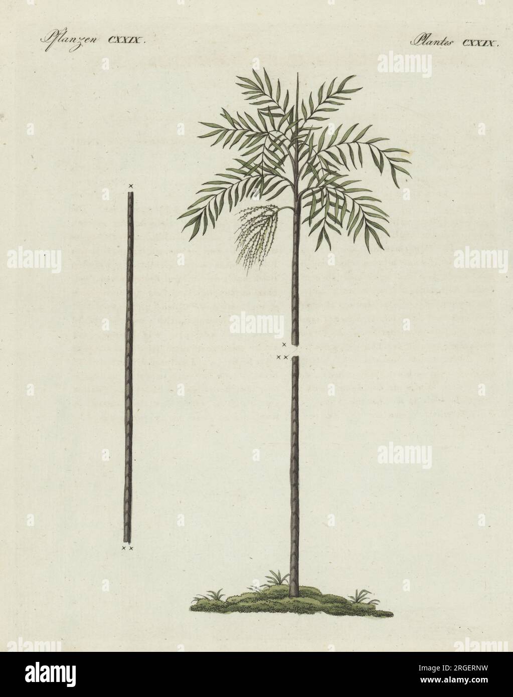 Wendlandiella gracilis palm tree of South America. Ptychosperma gracilis. The botanicals were drawn by Henriette and Conrad Westermayr, F. Götz and C. Ermer. Handcoloured copperplate engraving from Carl Bertuch's Bilderbuch fur Kinder (Picture Book for Children), Weimar, 1810. A 12-volume encyclopedia for children illustrated with almost 1,200 engraved plates on natural history, science, costume, mythology, etc., published from 1790-1830. Stock Photo