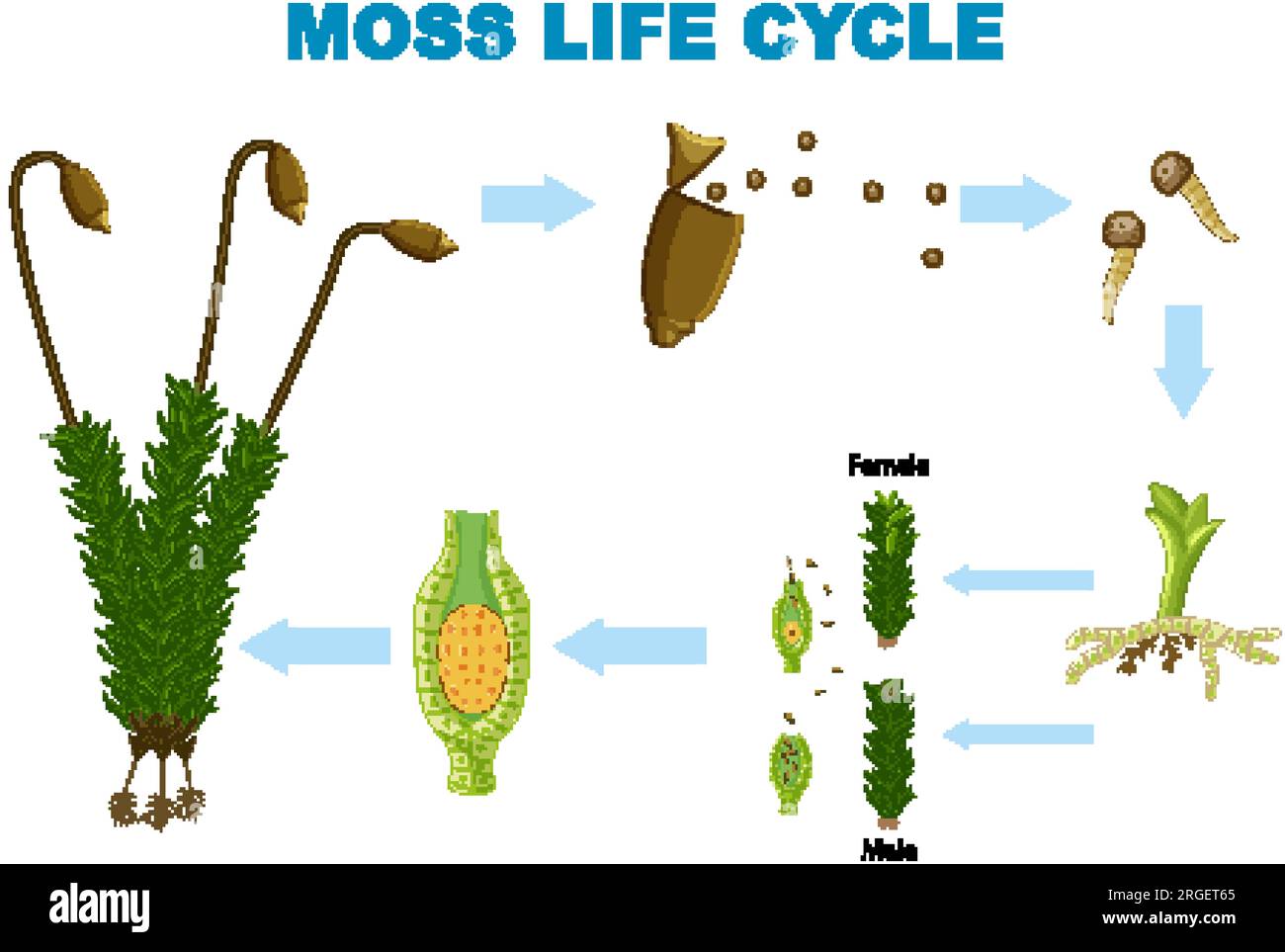The Life Cycle of Moss illustration Stock Vector Image & Art Alamy
