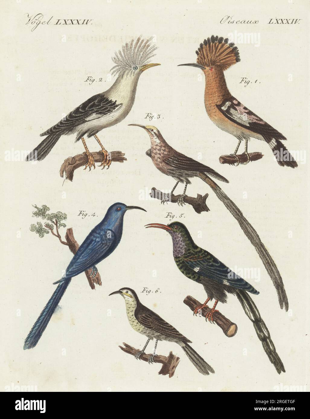 African hoopoe, Upupa africana 1, extinct hoopoe starling, Fregilupus varius 2, Cape sugarbird, Promerops cafer 3, Eurasian hoopoe, Upupa epops orientalis 4, green wood hoopoe, Phoeniculus purpureus 5, and unknown species, Upupa olivacea 6. Handcoloured copperplate engraving from Carl Bertuch's Bilderbuch fur Kinder (Picture Book for Children), Weimar, 1810. A 12-volume encyclopedia for children illustrated with almost 1,200 engraved plates on natural history, science, costume, mythology, etc., published from 1790-1830. Stock Photo