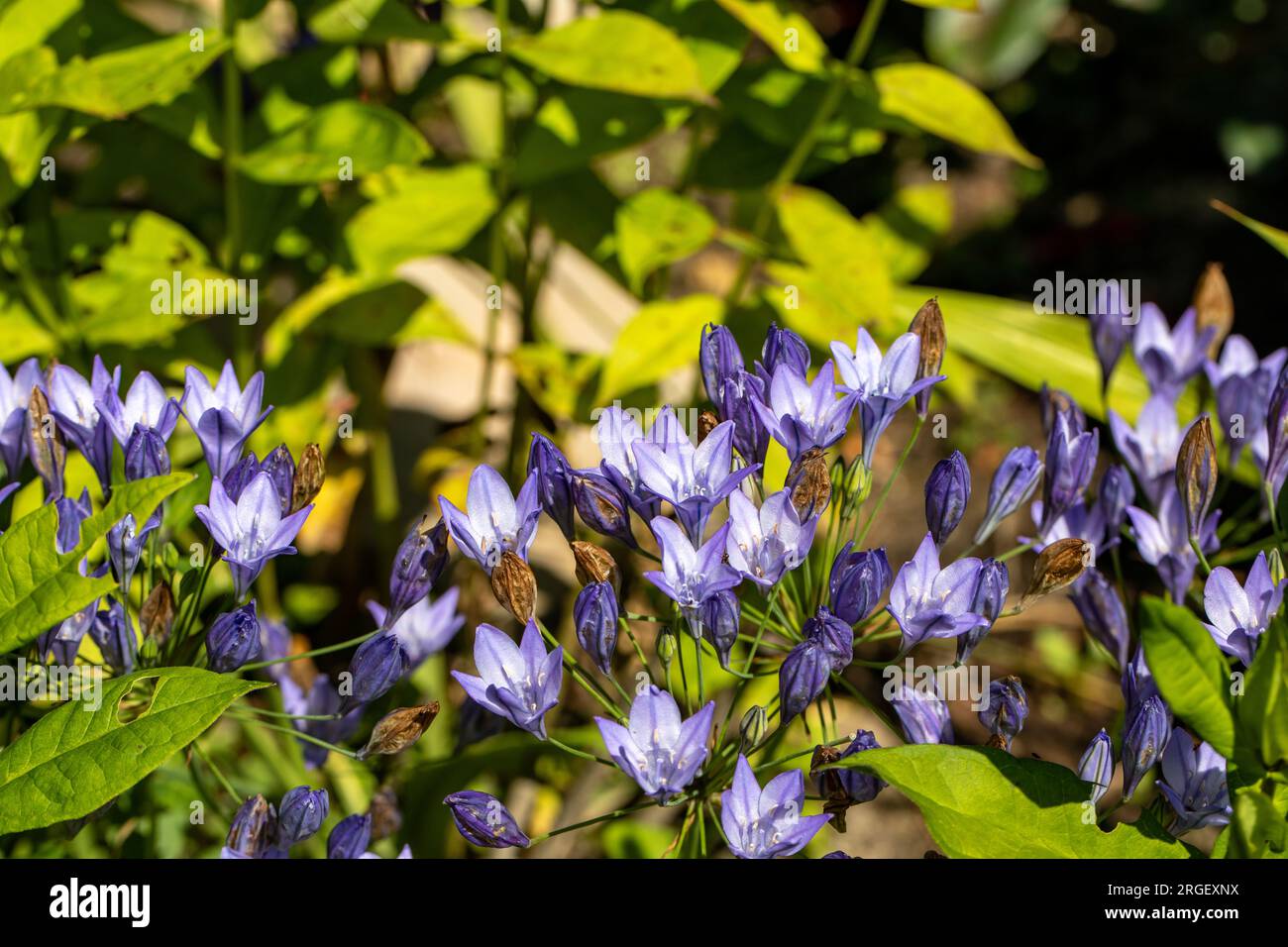 Blue flowers of Brodiaea laxa Queen Fabiola Stock Photo