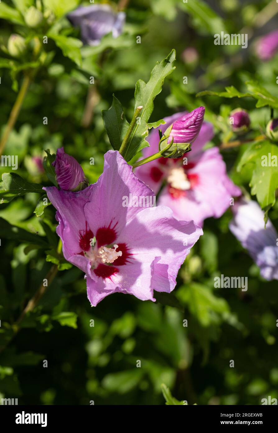 Beautiful pink flowers of Hibiscus syriacus in garden Stock Photo - Alamy