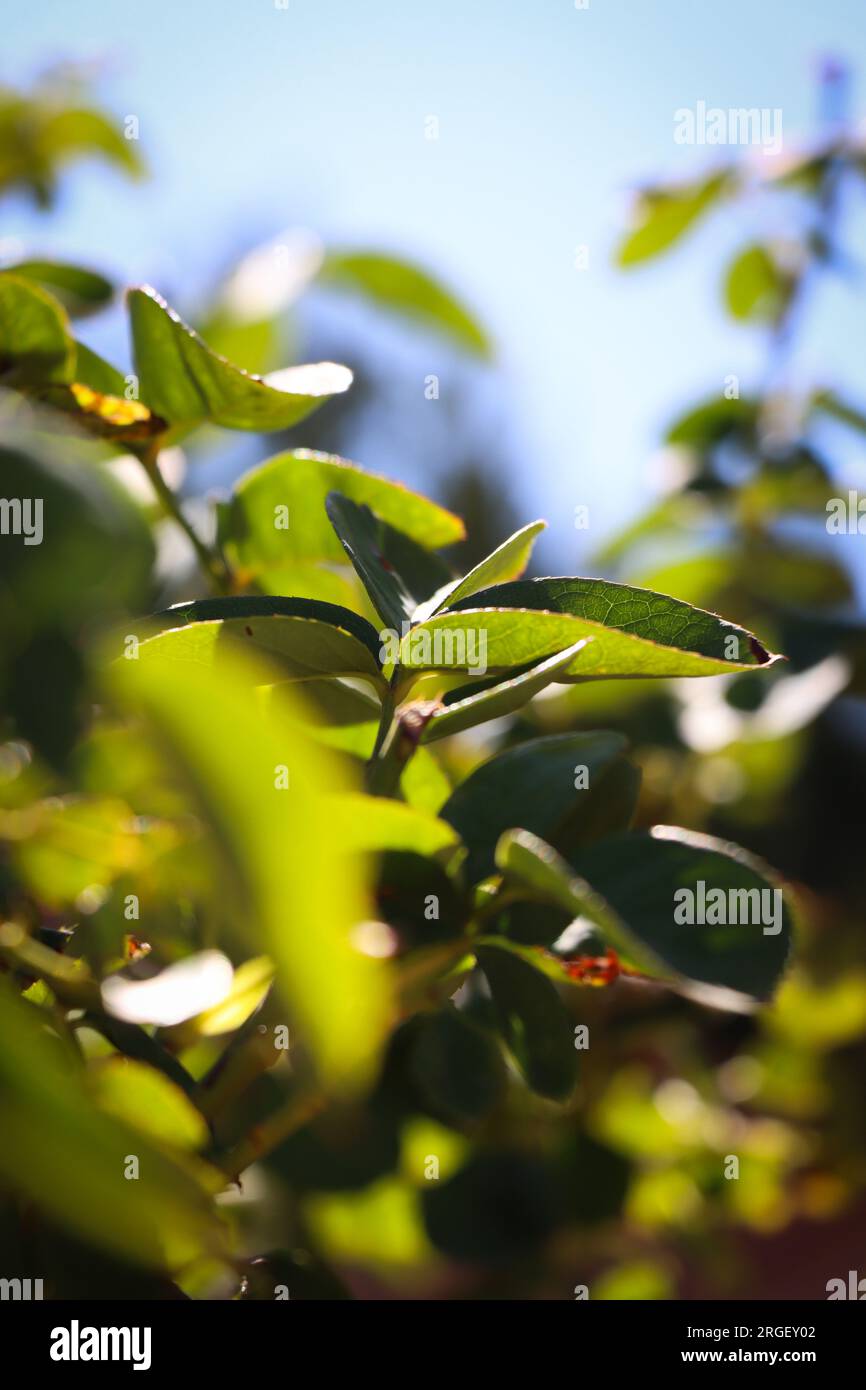 Catching Bush Green plants rose leaves hi-res stock photography and images - Alamy