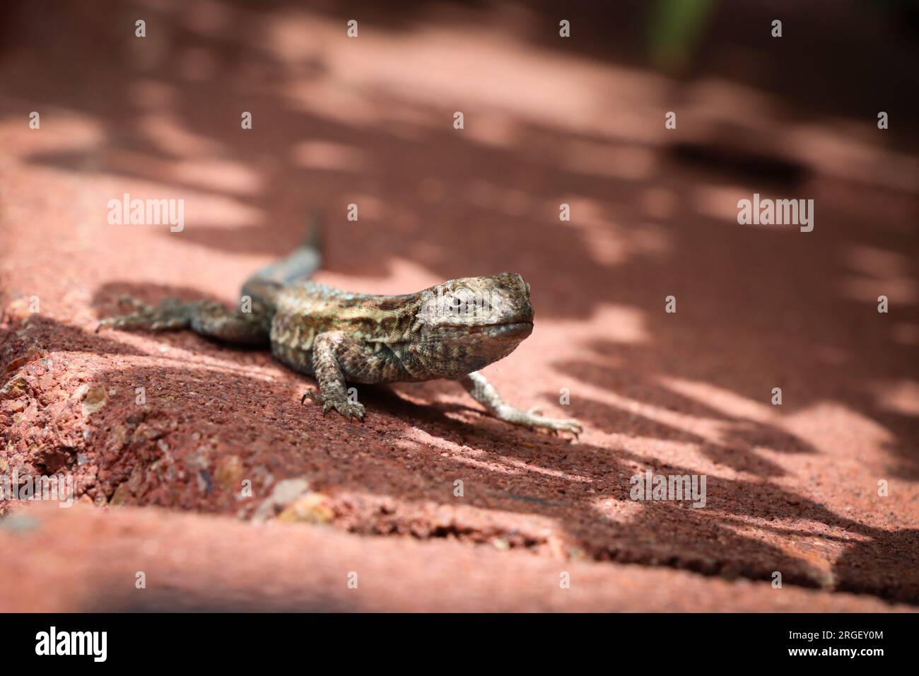 Sunbathing Lizard Stock Photo