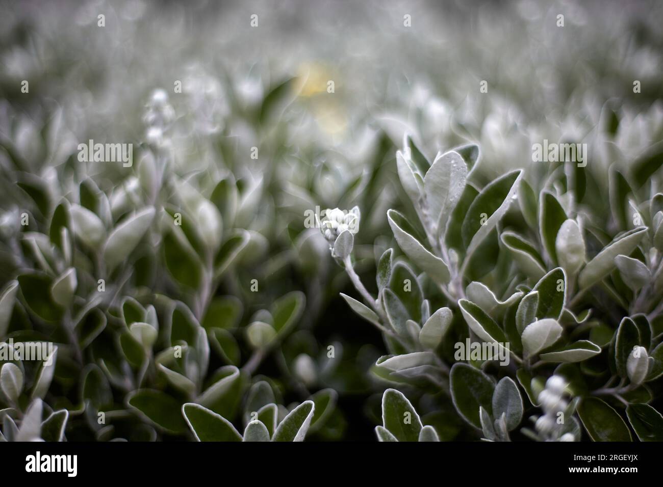 Close up background of green flowers outside. Stock Photo