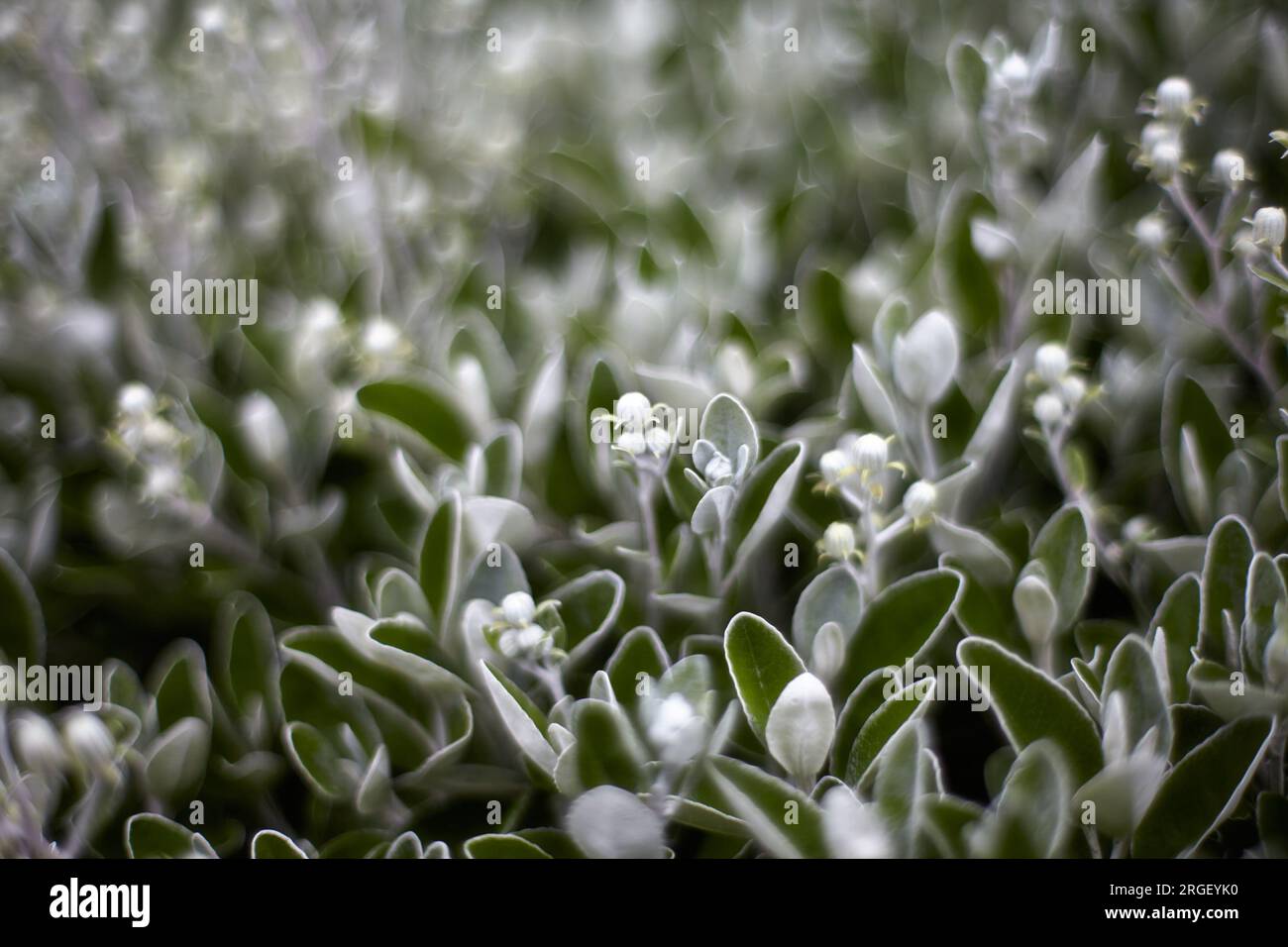 Close up background of green flowers in the park Stock Photo - Alamy