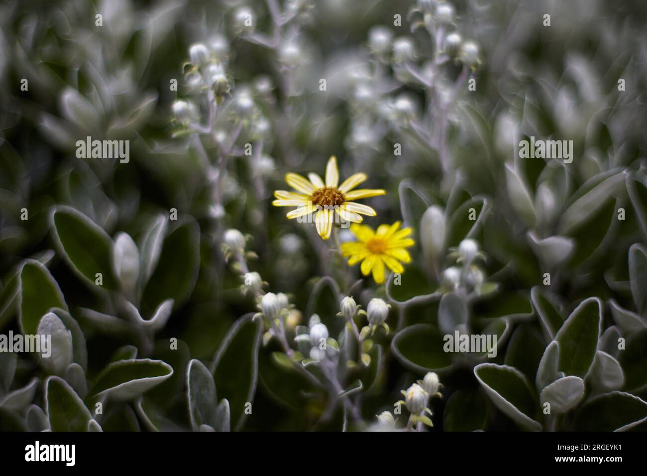 Close up of a yellow and green flowers in the park. Stock Photo