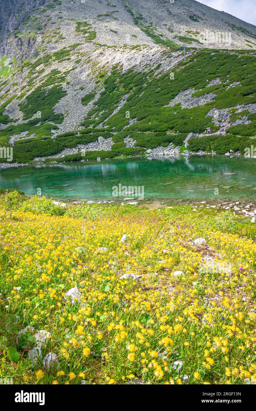 Carpet of yellow mountain flowers at the edge of a turquoise colored lake called 'Skalnaté pleso' in the Tatra mountains, Slovakia. Stock Photo